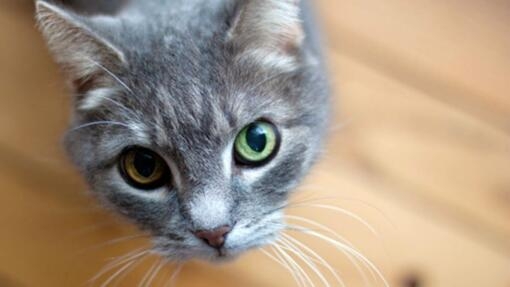 Coulent chat yeux qui Comment soigner